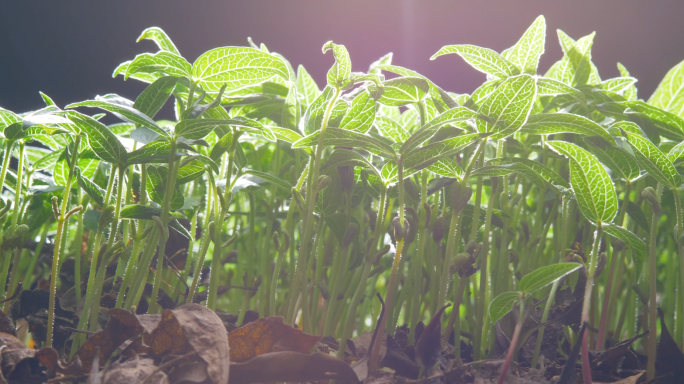 【原创】逆光唯美绿叶植物微距