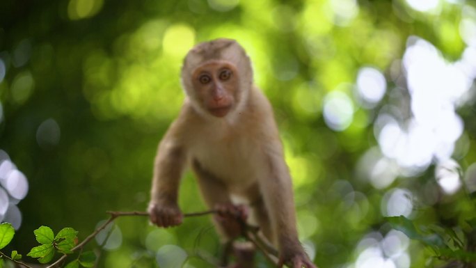 小猴子生活在泰国普吉岛的一片天然森林里