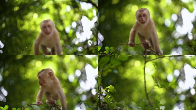 小猴子生活在泰国普吉岛的一片天然森林里