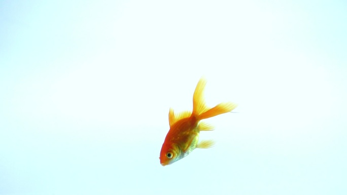 黄色的鱼在淡蓝色的孤立背景下游泳
