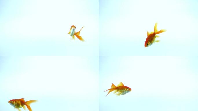 黄色的鱼在淡蓝色的孤立背景下游泳