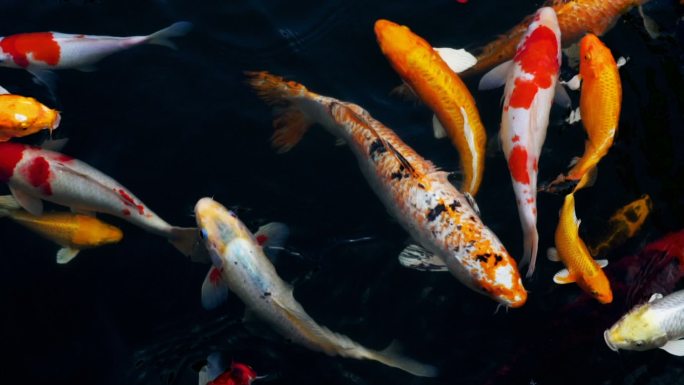 锦鲤鱼在水族馆游泳的俯视图