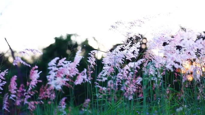 夕阳下的红毛草升格拍摄