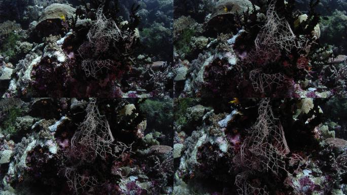 被毁的珊瑚礁