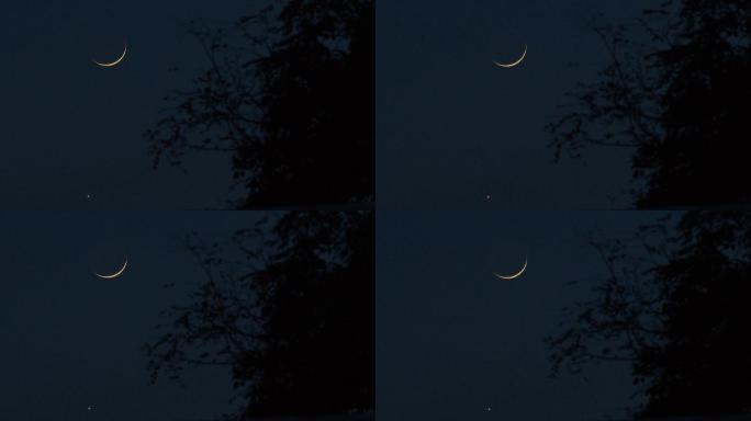 2.8K夜空树梢上的残月金星02