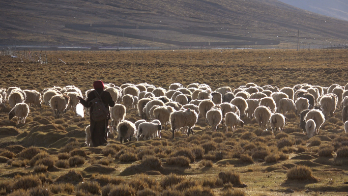 西藏浪卡子羊卓雍措的羊群