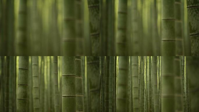竹林中的浅景深滚动焦点