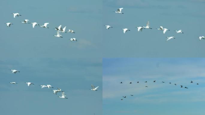 4K-白琵鹭飞翔2