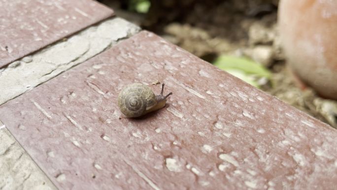 蜗牛野蜗牛田园蜗牛益虫蜗娄牛