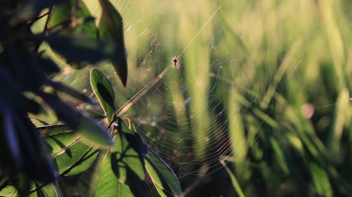 逆光中的蜘蛛和草