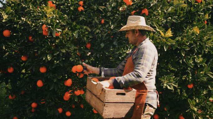 农夫摘橘子并把它们放在木篮里