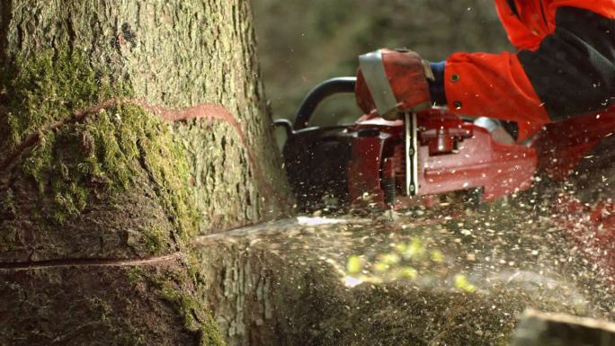 伐木工人在森林中用电锯砍树