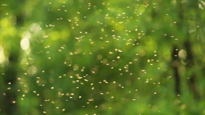 森林里成群的蚊子小飞虫午后户外蚊虫季节