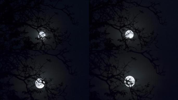 满月从树枝后面升起
