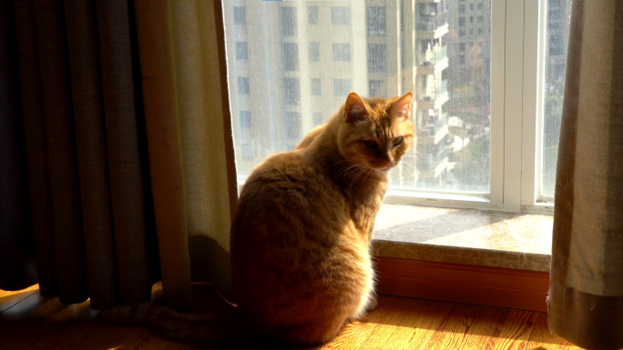 橘猫窗台