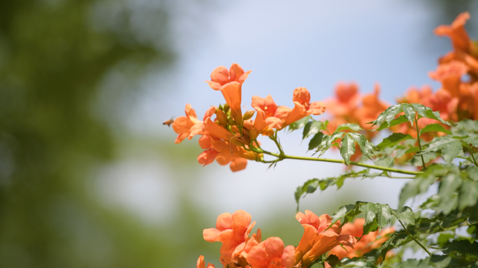 蜜蜂凌霄花