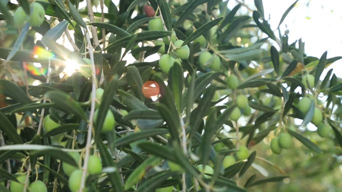 绿橄榄树健康生态种植