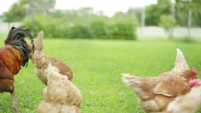 在草地上觅食的鸡