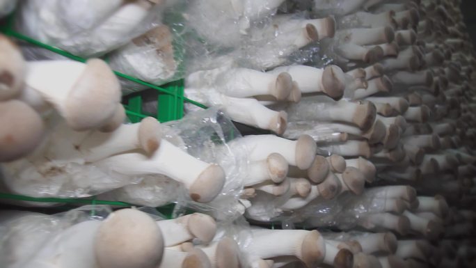 杏鲍菇种植蘑菇食用菌种植