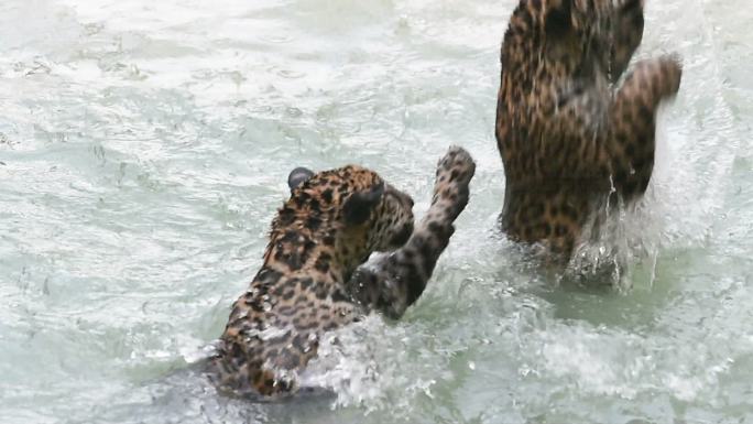 在水里嬉戏的猎豹