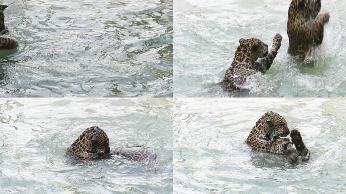 在水里嬉戏的猎豹