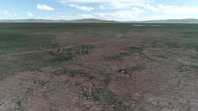 藏野驴繁殖、草原