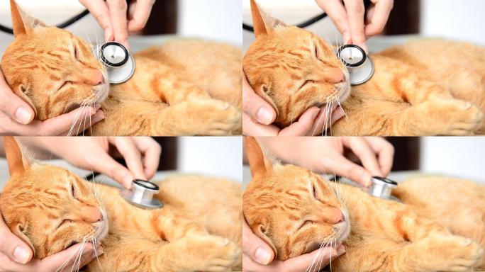 给猫检查的医生