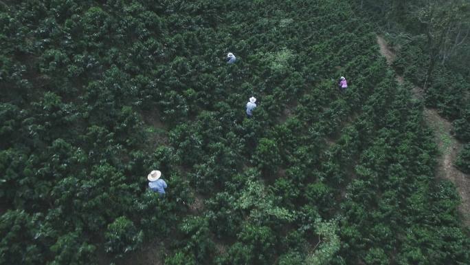 鸟瞰图：一群人在收获采摘咖啡豆