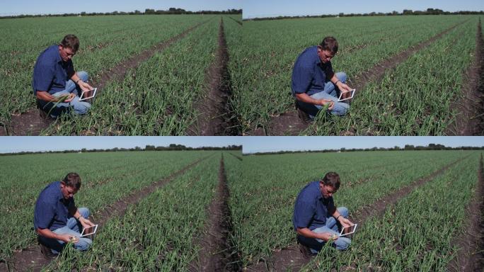 农艺师使用平板电脑检查洋葱地