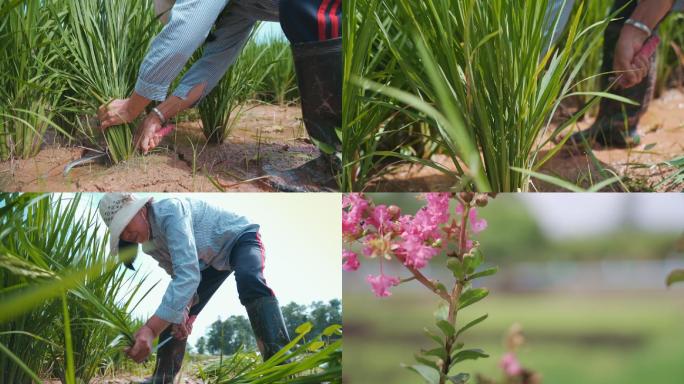 乡村割水稻+花朵