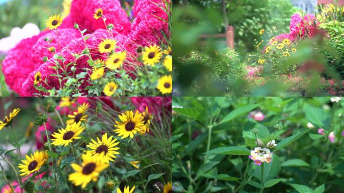 植物菊花野草鲜花绿植高清通用素材