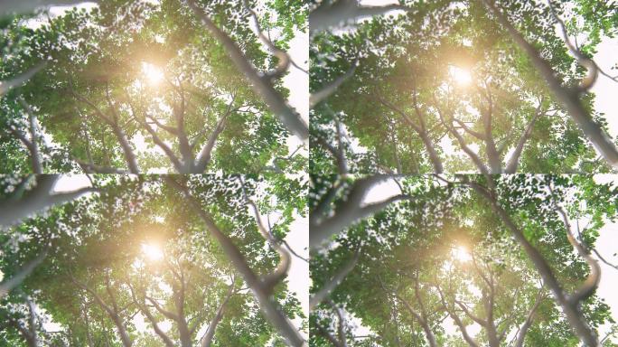 4K15秒阳光透过树叶动画