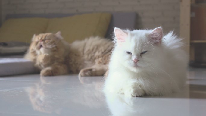 白色的猫趴着打盹，橘色猫正在舔毛