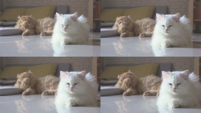 白色的猫趴着打盹，橘色猫正在舔毛
