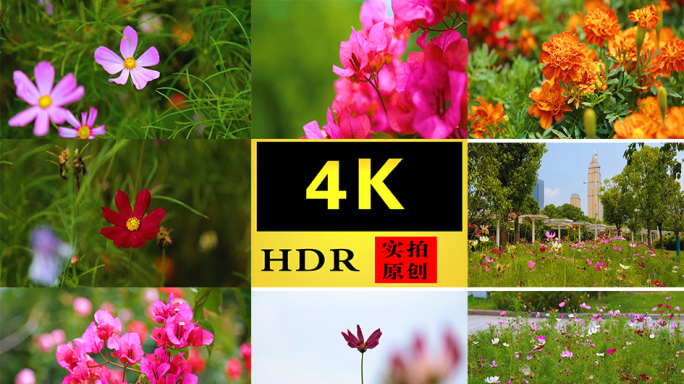 【4K】美丽的格桑花