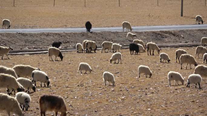 西藏申扎县的羊群（1）