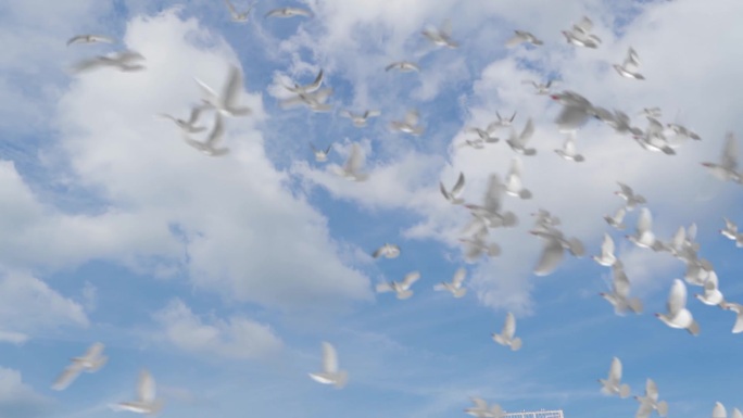 鸽子飞过蓝天和平鸽起飞飞鸟视频素材
