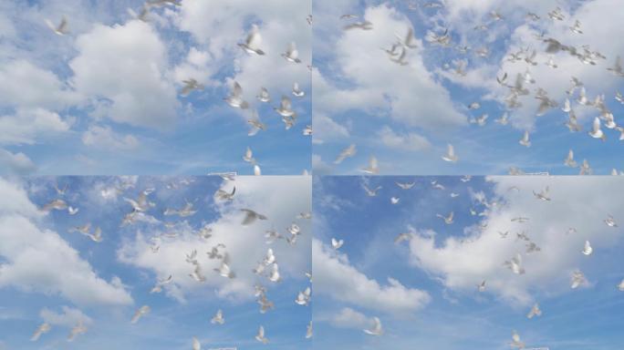鸽子飞过蓝天和平鸽起飞飞鸟视频素材