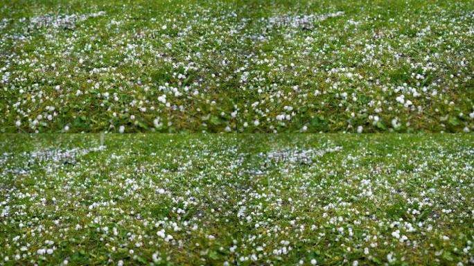 大冰雹落在绿草上4K恶劣天气对流天气自然