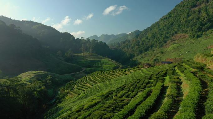 山地茶园梯田