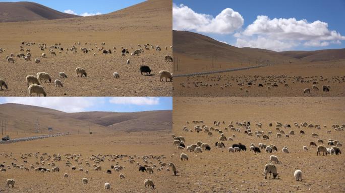 西藏申扎县的羊群（2）