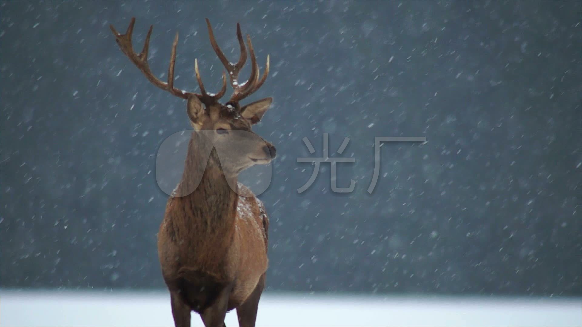 雪中的麋鹿动物标本动物园圣诞节_1920X1080_高清视频素材下载(编号:5967567)_实拍视频_光厂(VJ师网) www.vjshi.com