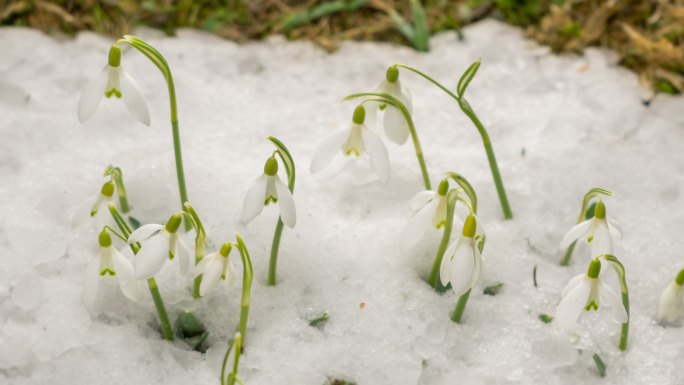 白花盛开，春雪消融