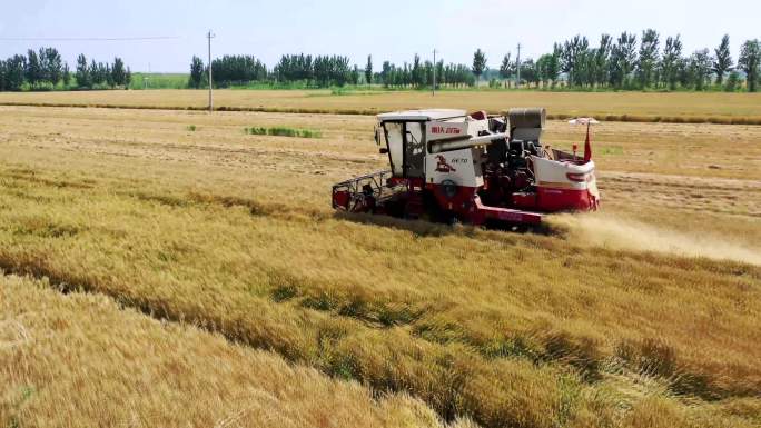 机械化农忙收割小麦4k航拍