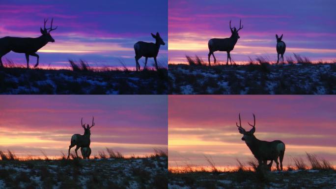 夕阳下，骡鹿追逐母鹿
