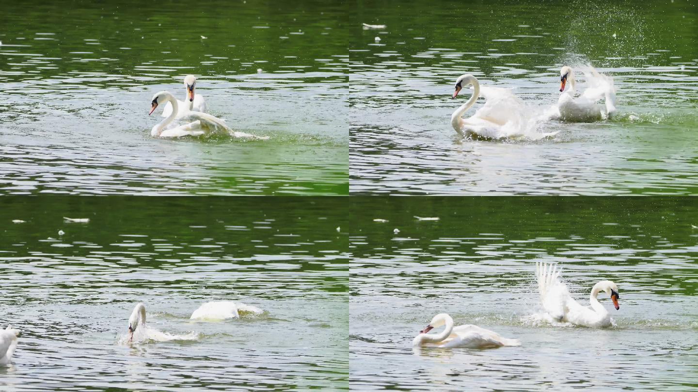 两只天鹅在湖面上扑腾