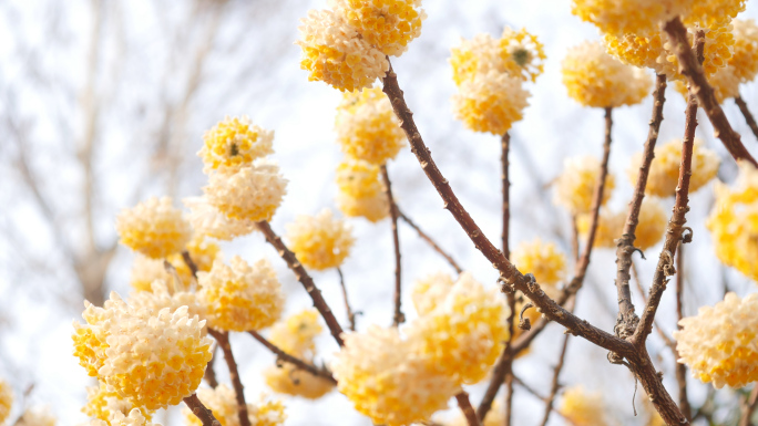 盛开的结香花