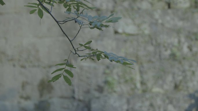 古城墙墙砖植物特写变焦7C020
