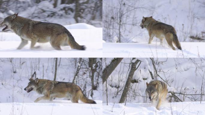一只狼在雪地上奔跑