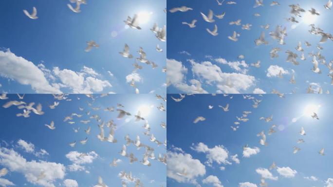 国庆一群鸽子飞过蓝天世界和平鸽放飞梦想